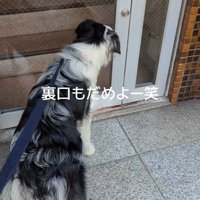 ママの機嫌が悪い時のワンコたちの行動9