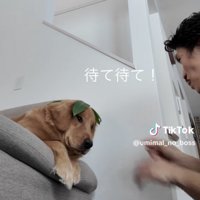 葉っぱを乗せたまま見つめる犬