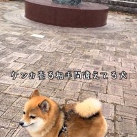 小休止のあずきちゃん