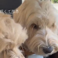 眠そうに並ぶ2匹の犬