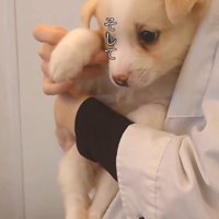 抱っこされる小さな子犬