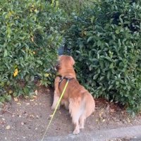 今日も猫を探す万吾郎くん