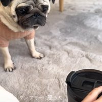 タンブラーに吠えるぽこちゃん