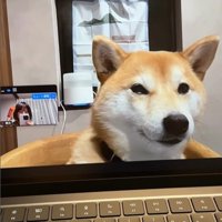 zoom会議中のみかんちゃん2