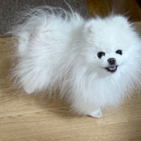 カメラを見つめて笑顔になる犬