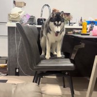 椅子に乗ったニーナちゃん