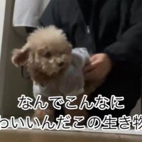 ちびちゃんのお出迎え5