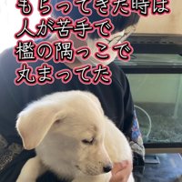抱っこされる白い子犬