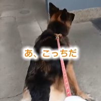 引っ張る犬2
