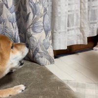 子犬に吠える成犬