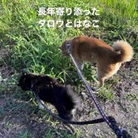 横に並んで散歩をする2頭の犬