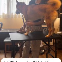 台の上で立っている犬とトレーナー