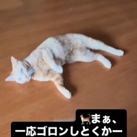 飼い主にお腹を見せる猫