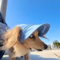 お出かけした時のレオくん