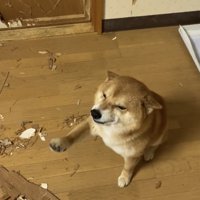 ドアのそばに座る犬