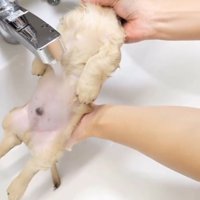 仰向けの子犬の胸に水道のお湯を浴びせる投稿者