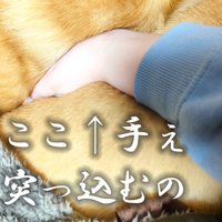 枕を奪われたスティーブくん8