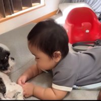 犬と赤ちゃん