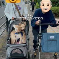 一緒に散歩する犬