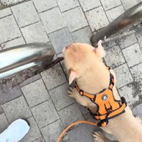 枝をくわえたまま通りたい小型犬