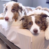 くつろぎながら視線を飼い主に向ける2頭の犬