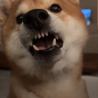 飼い主の顔を見て反省した声をあげる犬