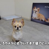 フォトパネルを飾った時のみるくちゃん8