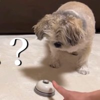 てんぽさんは困惑