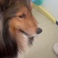 赤ちゃんを見つめる犬
