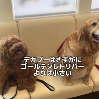 ゴールデンレトリバーより小さい