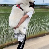 おんぶしてもらう大型犬5