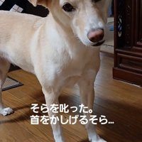 そらちゃんの変化8