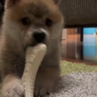 子犬だった頃の次元くん