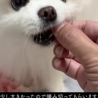 なかなか噛み切れない…