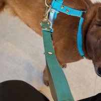 飼い主さんを見上げる犬
