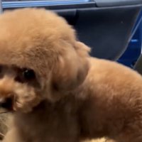 テディくん、大慌て