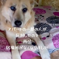 小屋の中でジッとしている犬