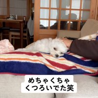 撫でられる犬