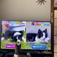 走ってた犬、フレームアウト