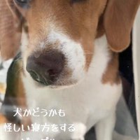 日向ぼっこ中のレイくん