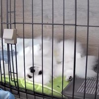 お留守番中はいい子でゴロゴロ…