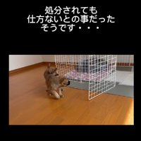処分されても仕方ない…