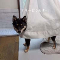 助けを求めるあずきちゃん