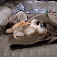 毛布に包まるころ君5