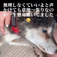 撫でられる犬