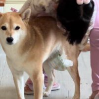 オムツを付けられるシイちゃん