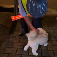 嬉しそうに撫でられる白い犬