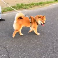こちらを見る犬1