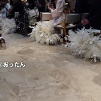 小走りでパパさんのもとへ♪