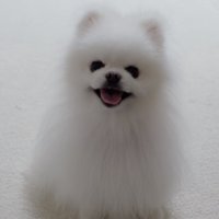 笑顔でおすわりをしながら飼い主を見つめる犬